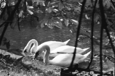 Skan Negatywu, Sygnatura 31671