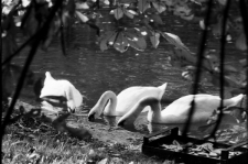 Skan Negatywu, Sygnatura 31671