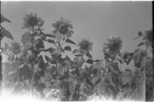 Skan Negatywu, Sygantura 575