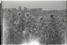 Skan Negatywu, Sygantura 575