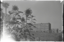 Skan Negatywu, Sygantura 575