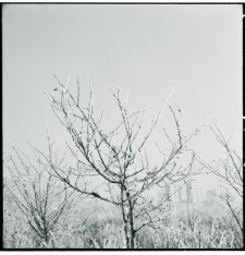 Skan Negatywu, Sygnatura 746