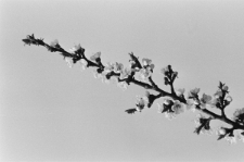 Skan Negatywu, Sygnatura 1669