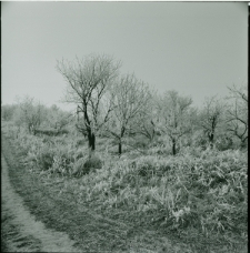 Skan Negatywu, Sygnatura 750