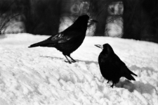 Skan negatywu, sygnatura 909