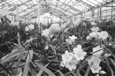 Skan negatywu, sygnatura 3053