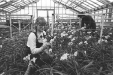 Skan negatywu, sygnatura 3053