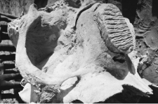 Skan Negatywu, 1 - 29 Czaszka mamuta znaleziona w kopalni piasku w Kijanach