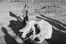 Skan Negatywu, 1 - 29 Czaszka mamuta znaleziona w kopalni piasku w Kijanach