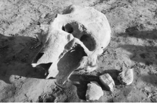 Skan Negatywu, 1 - 29 Czaszka mamuta znaleziona w kopalni piasku w Kijanach