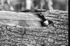 Skan negatywu, sygnatura 2862