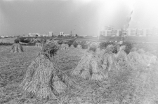 Skan negatywu, sygnatura 2861