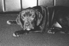 Skan negatywu, sygnatura 861