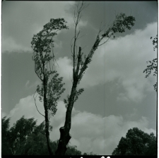 Skan Negatywu, Sygnatura 417