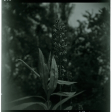 Skan Negatywu, Sygnatura 441