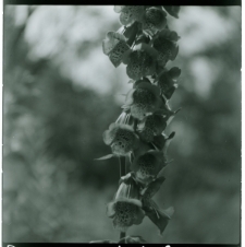 Skan Negatywu, Sygnatura 441