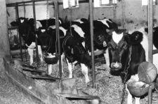 Skan negatywu, sygnatura 2147