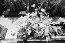 Skan negatywu, sygnatura 1988