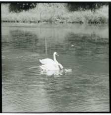 Skan negatywu, sygnatura 835