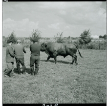 Skan negatywu, Sygnatura 7038