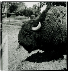 Skan negatywu, Sygnatura 836