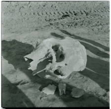 Skan Negatywu, 1 - 12 Czaszka mamuta znaleziona w kopalni piasku w Kijanach