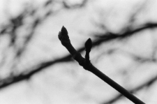 Skan Negatywu, Sygnatura 6345