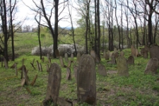 Matzevot at the Jewish cemetery in Nowy Żmigród