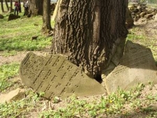 Drzewo wrośnięte w zabytkowe macewy na cmentarzu żydowskim w Nowym Żmigrodzie