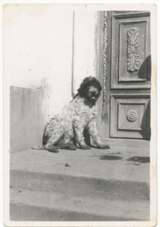 Ganek dworu w Guz&oacute;wce