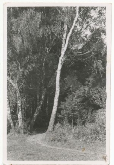 Park w Guz&oacute;wce