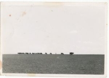 Stado bydła w Guz&oacute;wce