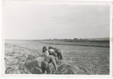 Żniwa w Guz&oacute;wce