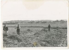 Pracownice przy sianokosach w Guz&oacute;wce