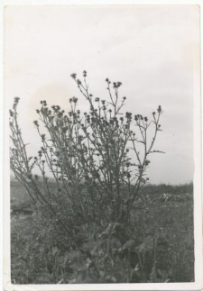 Oset na polu w Guz&oacute;wce