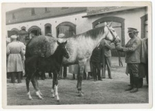 Przegląd koni w Posadowie