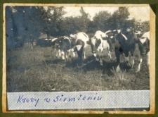 Krowy w Siemieniu