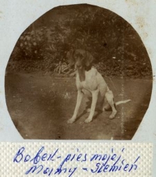 Pies Bobek w Siemieniu