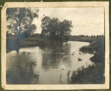 Kaczki na rzece w Siemieniu