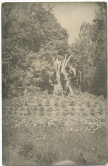 Agawa rosnąca w ogrodzie na Dzbeninie