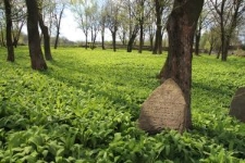 Jewish cemetery in Dukla