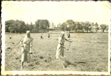 Prace polowe w Osmolicach