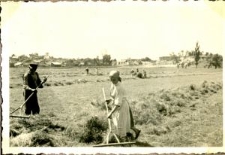 Praca na polu w Osmolicach