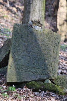 A tree ingrown into matzevah at the Jewish cemetery in Kazimierz Dolny