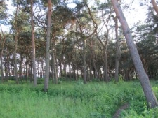 Teren cmentarza żydowskiego w Siemiatyczach porośnięty lasem