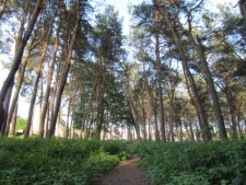 Teren cmentarza żydowskiego w Siemiatyczach porośnięty lasem