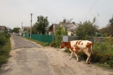 A street in Berezne