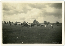 Pastwisko (padok) dla koni na terenie majątku Surh&oacute;w