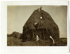 Krycie sterty na polach majątku Surh&oacute;w