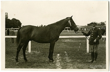 Ogier z majątku Surh&oacute;w na wystawie koni przy ulicy Lipowej w Lublinie pod opieką Kazimierza Jarmuża